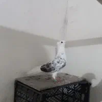 سلام دوستان