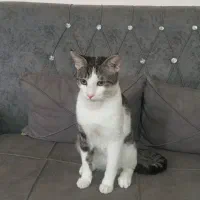 واگذاری رایگان گربه دورگ