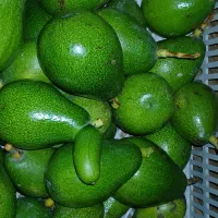 اواکادودردونژاد|خوردنی و آشامیدنی|نوشهر, |دیوار