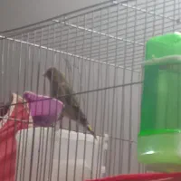 سقا و سهره قناری|پرنده|کرمان, |دیوار