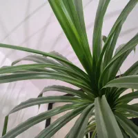 گل پاندانوس 7ساله|گل و گیاه طبیعی|قم, انسجام|دیوار