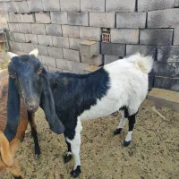 فروش پنج عدد بز و یک عدد چپش دورگ کاموری