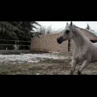 اسب عرب دو سر واردات تولید لهستان|اسب و تجهیزات اسب‌سواری|تهران, شهرک آپادانا|دیوار