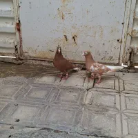 کفتر دم سفید نروماده