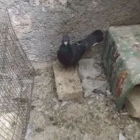 کفتر معاوضه|پرنده|یزد, |دیوار