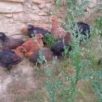 جوجه|حیوانات مزرعه|کلاترزان, |دیوار