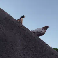 دو عدد کبوتر سینه ای