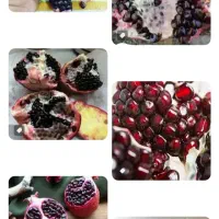 نهال انار سیاه ساوه و شیراز نهالستان اسدپور