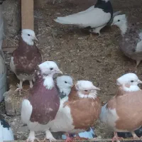 کبوتر طوقی|پرنده|شال, |دیوار