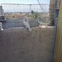 سه تا ماده آماده|پرنده|شیراز, دشت چنار|دیوار