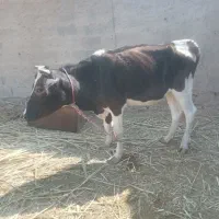 گاو دوعدد|حیوانات مزرعه|چمران, |دیوار