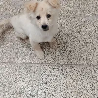 سگ پامر