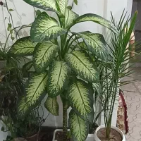 کانی دینار   شماره تماس