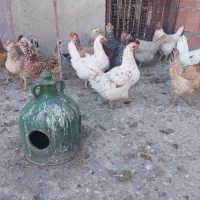 تخم مرغ نطفه دار