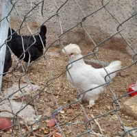 ۱۰عدد مرغ قیمت۵۰۰|حیوانات مزرعه|ششده و قره بلاغ, |دیوار