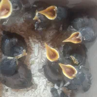 جوجه مینا افغان منطقه خوراسگان