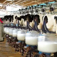 کارگرگاوداری برای شیردوشی