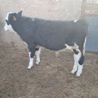 گوساله نر از شیر گرفته درجه یک