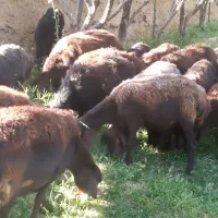 ۱۵ راس میش آبستن افشاری در کلاته خیج