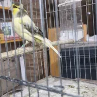 قناری گلاستر