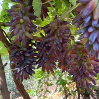 مزرعه انگور رضازاده|خدمات باغبانی و درختکاری|نیشابور, خط کاشمر|دیوار