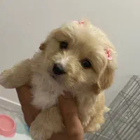 سگ مینیاتوری ۳ ماهه