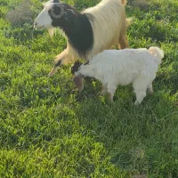 یه عدد بز بزغاله سالم سرحال به فروش می‌رسد