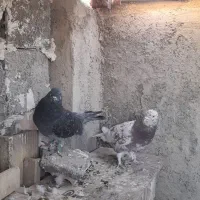 سرور|پرنده|مشکین‌دشت, |دیوار