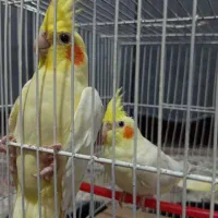 یک جفت عروس هلندی نر و ماده سالم|پرنده|مشهد, همت آباد|دیوار