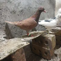 کفتر قفس مناسب قیمت