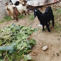 چپش مس چهارتا نر|حیوانات مزرعه|اندیمشک, |دیوار