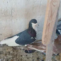 بهبهانی وشهری|پرنده|شیراز, شهرک کوشکک|دیوار