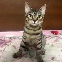 واگذاری بچه گربه