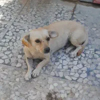 سگ بازگوش|سگ|برازجان, |دیوار