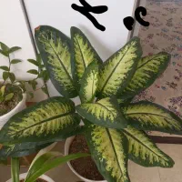 کیف نیه گل|کیف، کفش، کمربند|سنندج, |دیوار