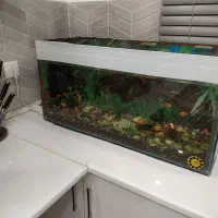 اکواریوم به همراه  ماهی و....