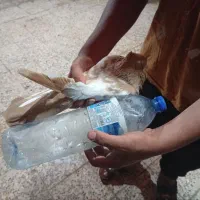 جفت سینه زرد