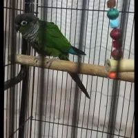 ۲جفت برزیلی مولد کار داده و ۱عدد گرینچیک ماده مست|پرنده|ری, دولتآباد|دیوار