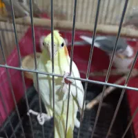 عروس هلندی و مرغ عشق دستی|پرنده|سیرجان, |دیوار