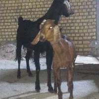 ۲عدد گیسه دورگ پاکستانی هر کدوم دوتا کهره پاش