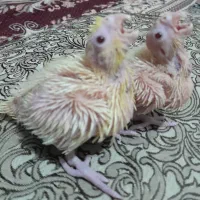 جوجه عروس|پرنده|ایرانشهر, |دیوار