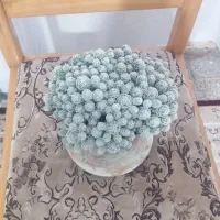 گل طبیعی|گل و گیاه طبیعی|بروجرد, |دیوار