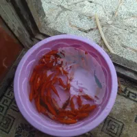 ماهی قرمز|ماهی|قائن, |دیوار