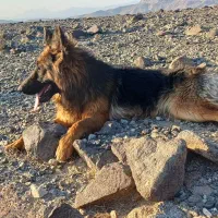 توله سگ ژرمن شولاین|سگ|جیرفت, |دیوار