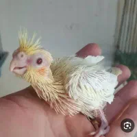 جوجه عروس هلندی ۱۰ روزه