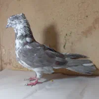 کفتر پرشی درجع یک