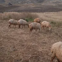 گوسفند شیشک