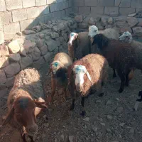 میش و بره|حیوانات مزرعه|کرمانشاه, |دیوار