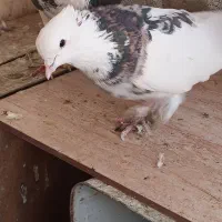 کبوتر دمگیر بدرنگ طوقی شیرازی|پرنده|شاهین‌شهر, نبوت|دیوار