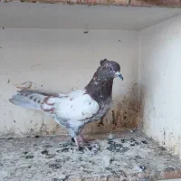 کبوتر کله‌دار3عدد|پرنده|سنندج, |دیوار